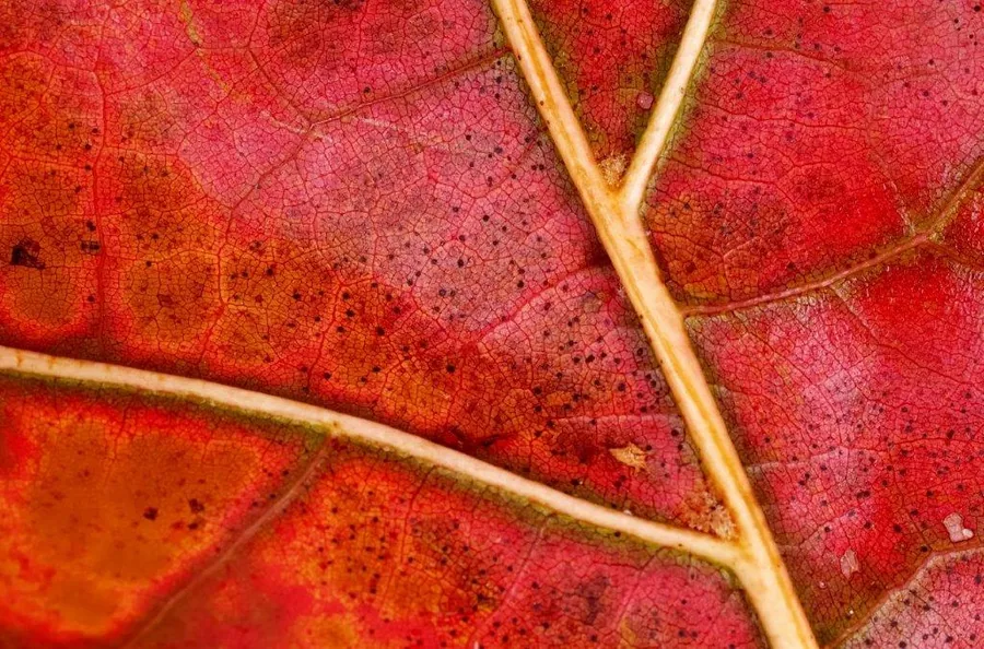 Close-up of vibrant red autumn leaves with detailed vein patterns and golden stems.