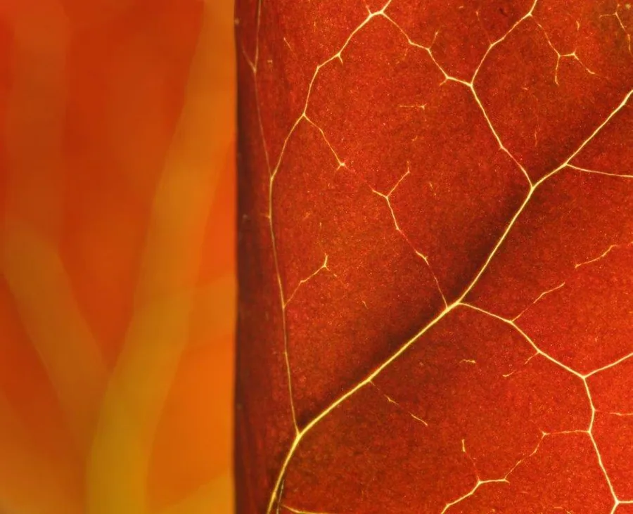 Close-up of red leaf with intricate golden veins forming natural cellular pattern