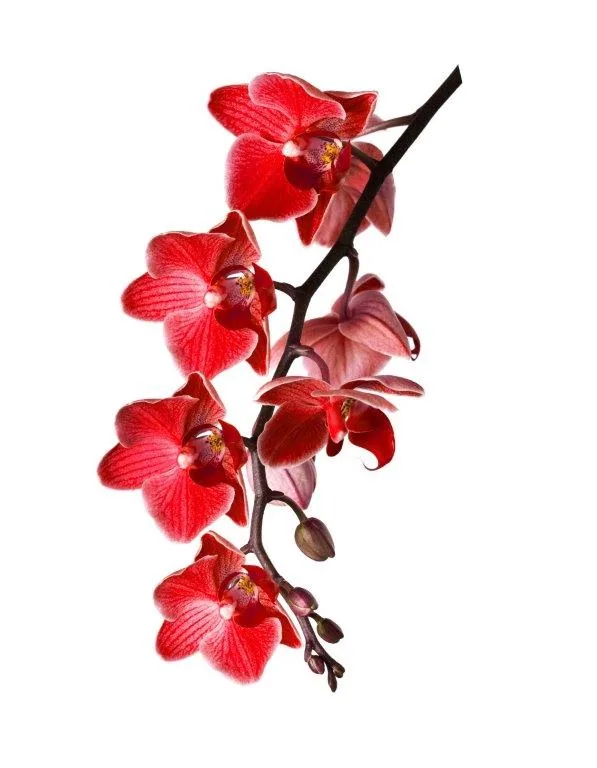 Red orchid flowers with brown stems arranged vertically on white background
