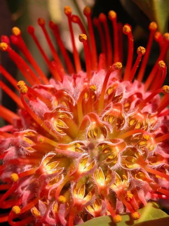 Vivid red protea flower with golden stamens and pink petals in close-up detail.