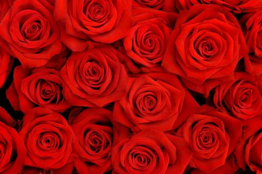 Dense cluster of deep red roses with layered petals and visible spiral centers