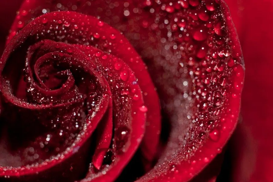 Close-up of deep red roses covered in glistening water droplets and sparkles against a rich burgundy background.