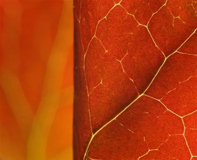 Deep red leaf texture with golden vein patterns creating botanical detail