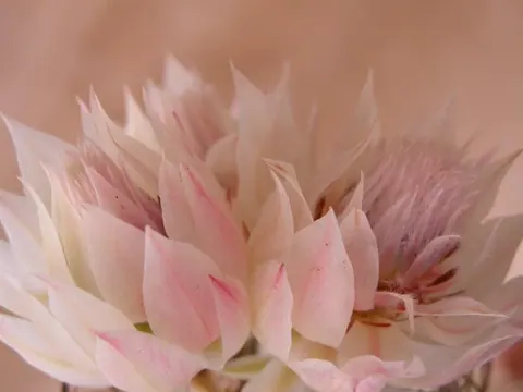 Close-up of pale pink dahlia flower with layered petals and soft peachy-cream tones