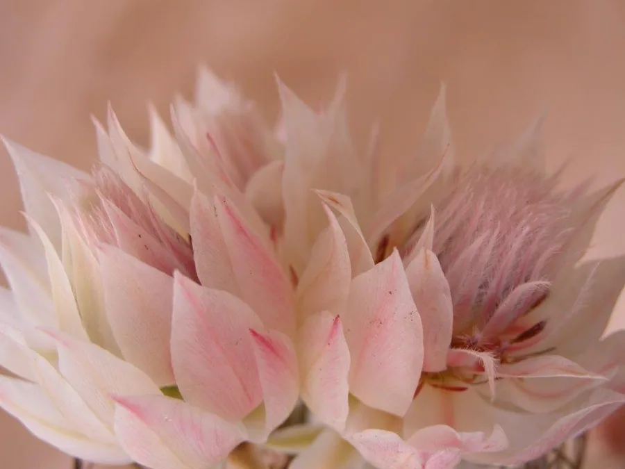 Close-up of pale pink dahlia flower with layered petals and soft peachy-cream tones