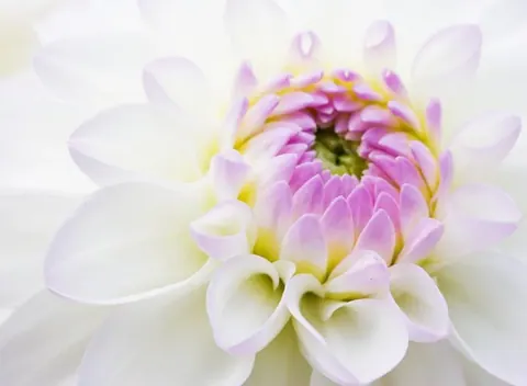Soft pink and white dahlia flower with layered petals and yellow center in macro detail.