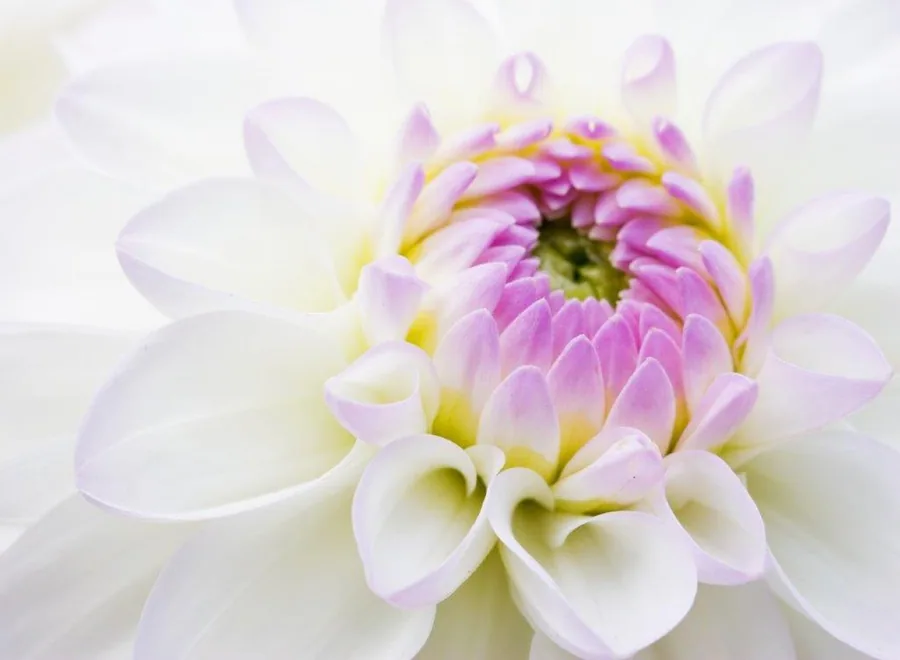 Soft pink and white dahlia flower with layered petals and yellow center in macro detail.