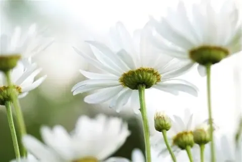 Close-up of white daisies with green stems and yellow centers on soft blurred background.