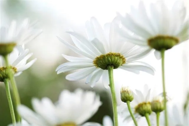 Close-up of white daisies with green stems and yellow centers on soft blurred background.