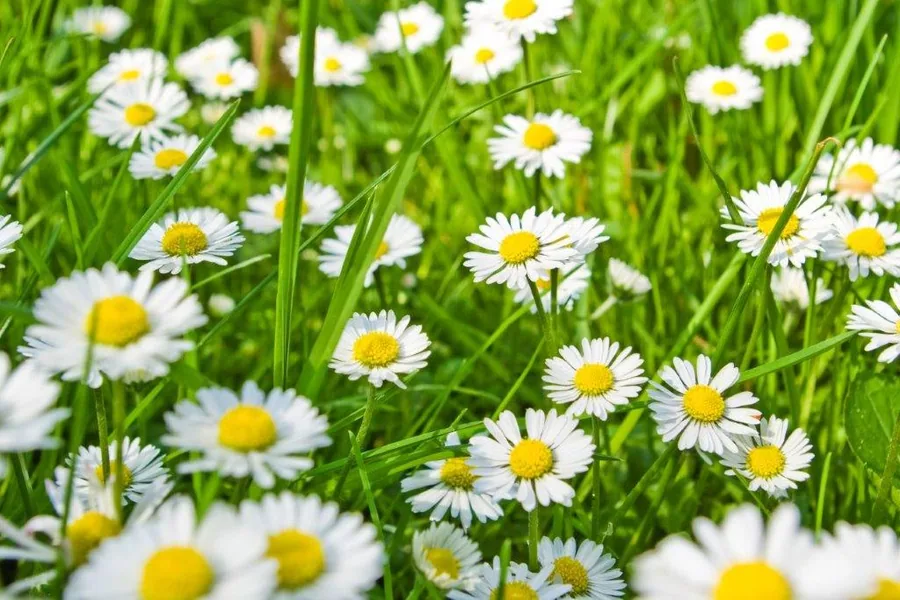White daisies with yellow centers blooming in lush green grass