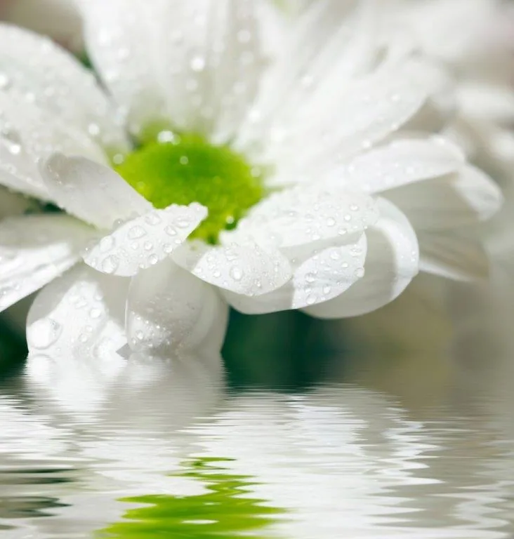 White daisy with green center and water droplets reflecting in rippling water below.