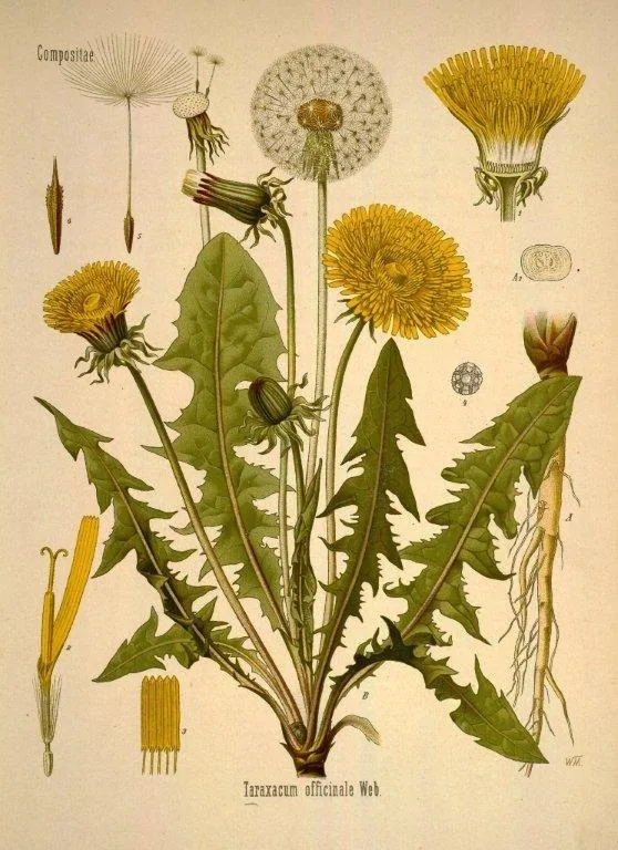 Vintage botanical illustration of dandelion plants with yellow flowers and detailed green leaves on cream background