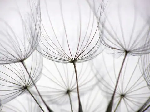 Close-up of wispy dandelion seedheads with fine radiating filaments against a soft white background.