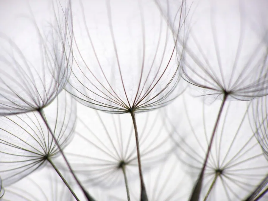 Close-up of wispy dandelion seedheads with fine radiating filaments against a soft white background.