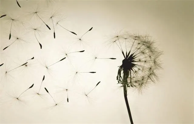 Silhouetted dandelion with seeds floating away against a cream background.