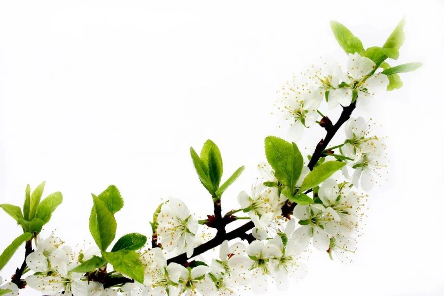 White flowering branch with green leaves and golden stamens on white background