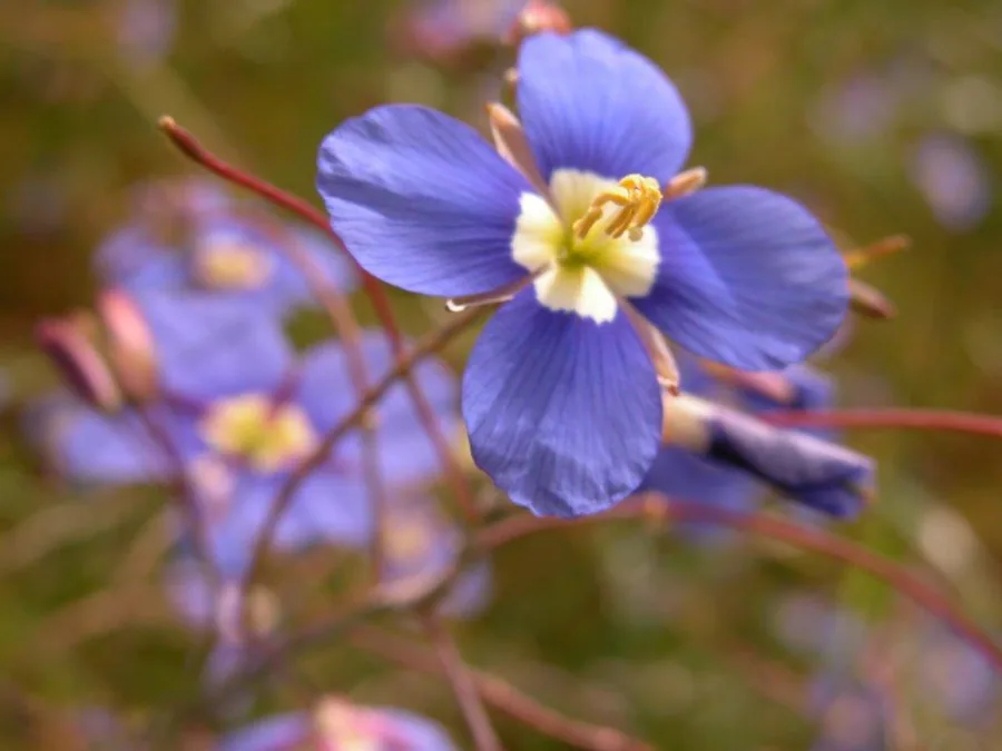 Close-up of delicate purple-blue flowers with yellow stamens and soft green foliage background