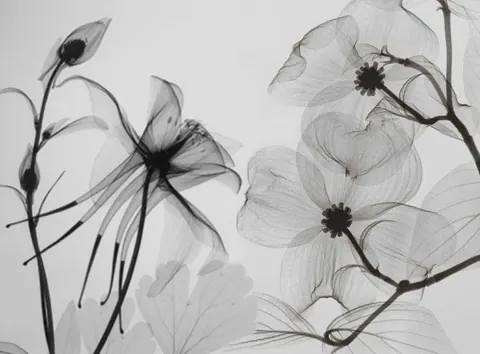 Delicate black-lined flowers with translucent petals and dark centers on light grey background
