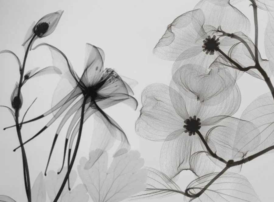 Delicate black-lined flowers with translucent petals and dark centers on light grey background