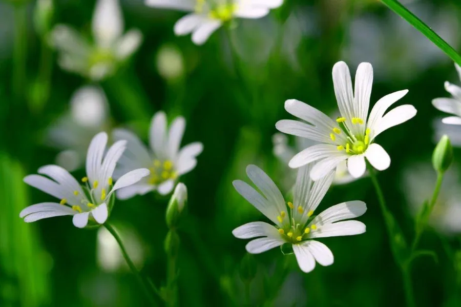 Cluster of white daisy flowers with yellow centers and green stems on soft green background