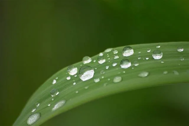 Close-up of a green leaf covered in water droplets against a soft green blurred background