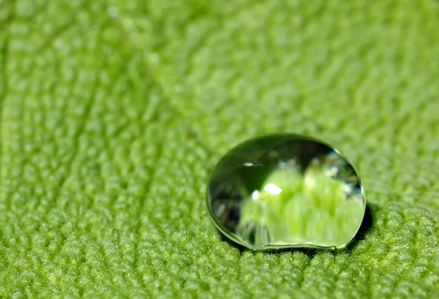 Close-up of a clear water droplet beading on a vibrant green textured leaf surface.