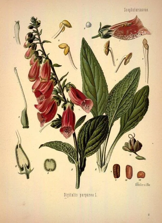 Vintage botanical illustration of red foxglove flowers with green leaves and scientific detail drawings on cream background.
