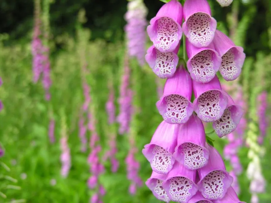 Close-up of pink foxglove flowers with burgundy speckled throats in a vertical garden pattern