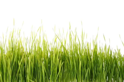 Close-up of fresh green grass blades against white background, showing natural texture and varying heights.