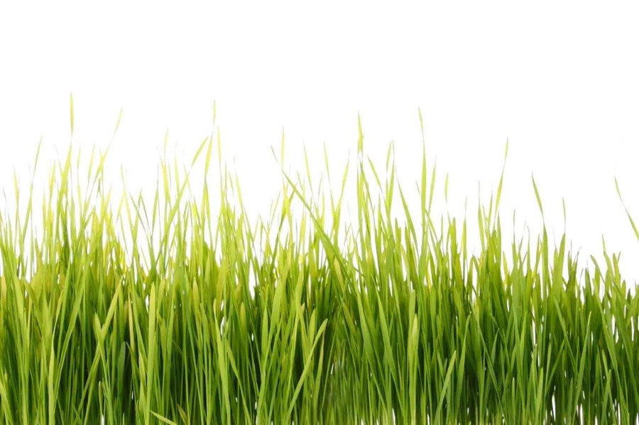 Close-up of fresh green grass blades against white background, showing natural texture and varying heights.