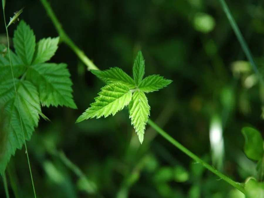 Close-up of bright green serrated leaves with detailed veining on green stems against soft blurred foliage background