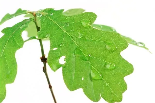 Close-up of bright green oak leaves with water droplets on a white background