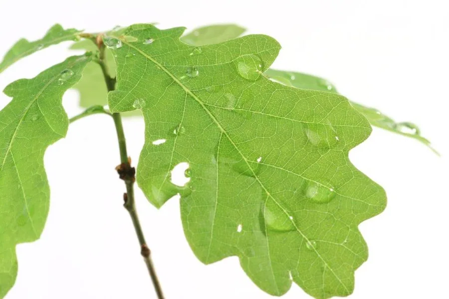 Close-up of bright green oak leaves with water droplets on a white background