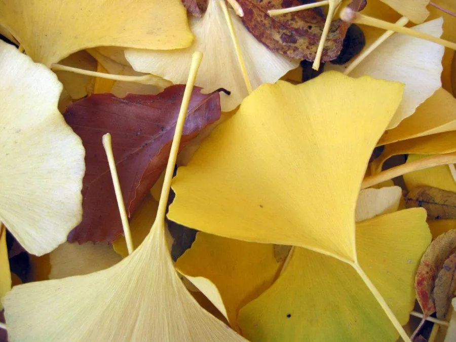 Close-up of overlapping ginkgo leaves in yellow, cream, and burgundy tones with natural vein details.
