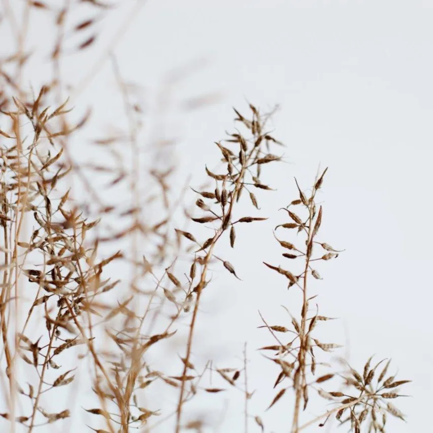 Close-up of dried botanical branches with small seed pods against a soft neutral background.