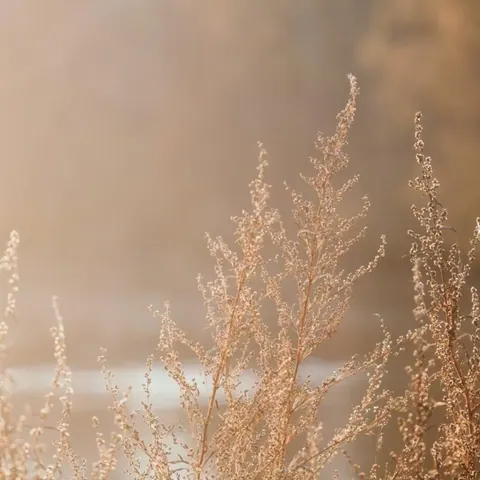 Close-up of golden dried flower seed heads and grasses with soft bokeh background