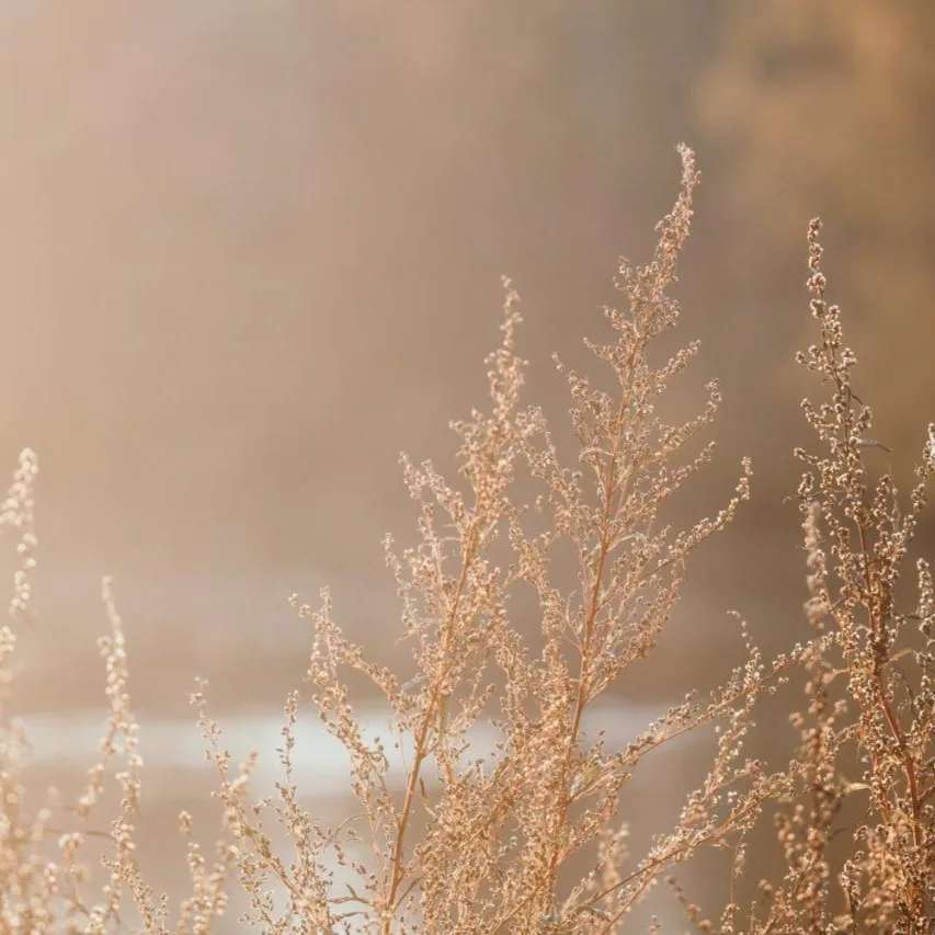 Close-up of golden dried flower seed heads and grasses with soft bokeh background