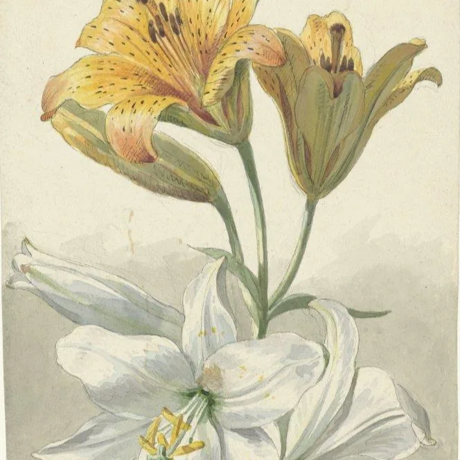 Vintage botanical illustration of yellow and white lilies with green stems and leaves on cream background