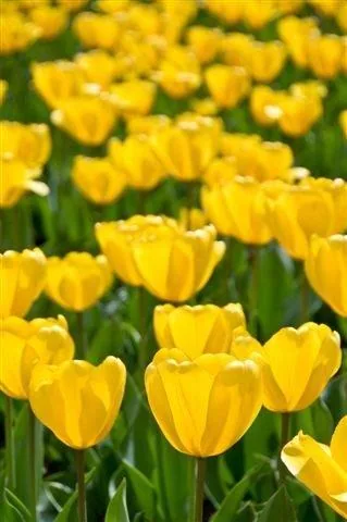 Bright yellow tulips with green stems in a blooming field pattern