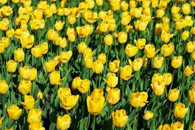 Dense field of bright yellow tulips with green stems and leaves