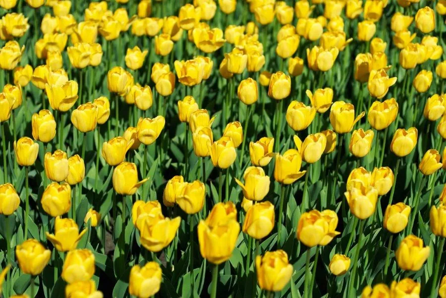 Dense field of bright yellow tulips with green stems in natural sunlight