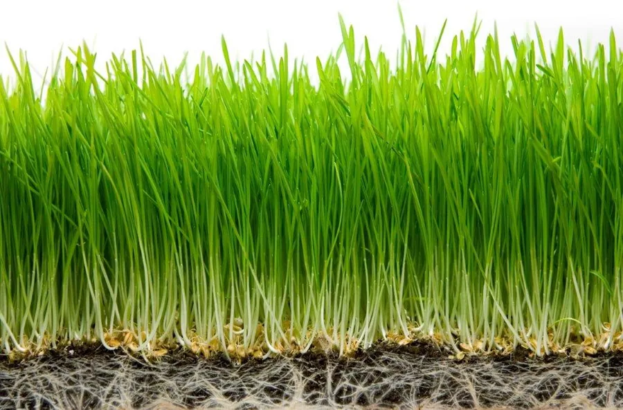 Close-up of vibrant green grass blades with exposed soil and roots at the base against white background.