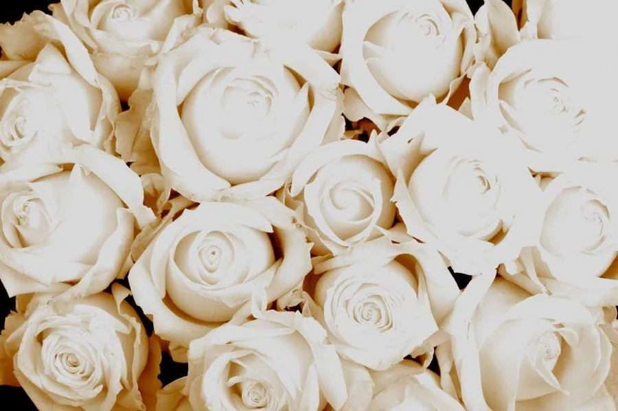 Close-up of densely packed cream and ivory roses with soft peachy undertones