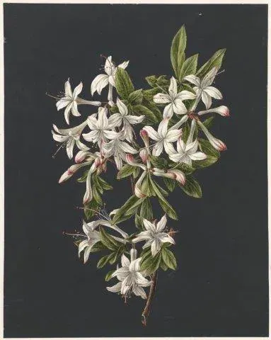 Botanical illustration of white and pink jasmine flowers with green leaves on dark background