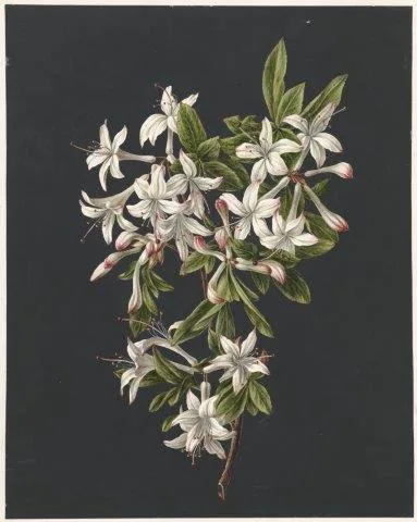 Botanical illustration of white and pink jasmine flowers with green leaves on dark background