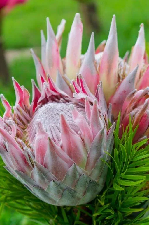 Close-up of pink and white king protea flowers with spiky petals against soft green foliage background.