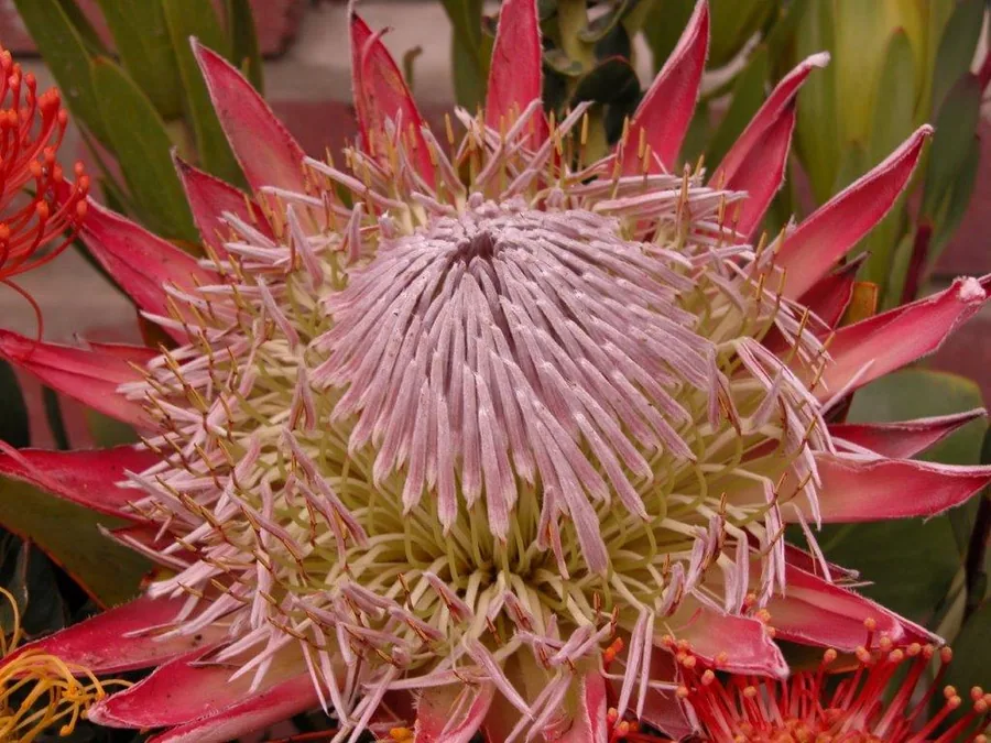 Close-up of pink king protea flower with purple stamens and feathered petals surrounded by green foliage.