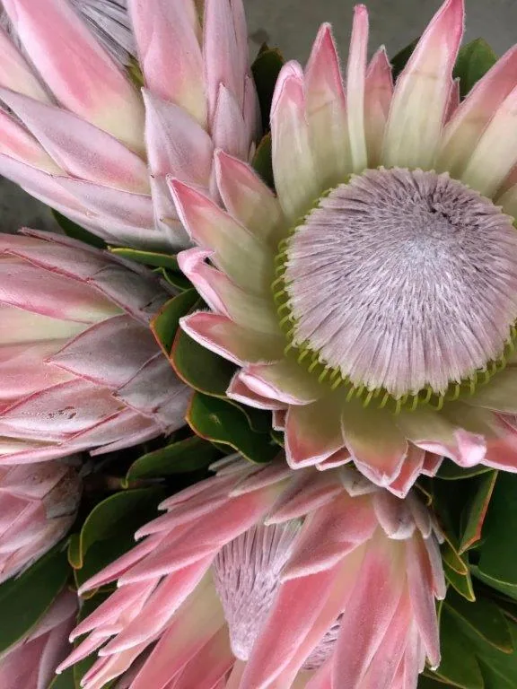 Close-up of pink and white king protea flowers with detailed petals and purple-gray centers