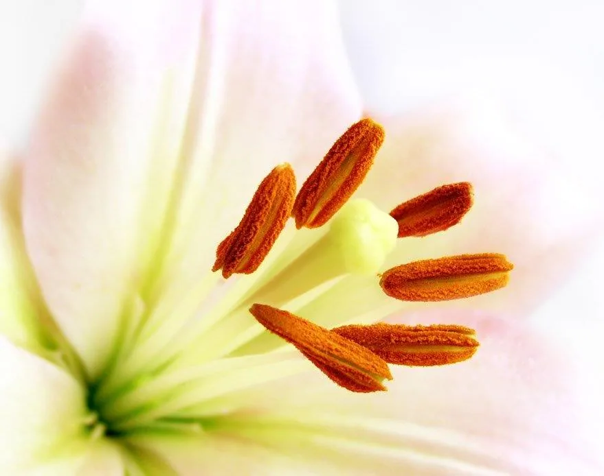 Close-up of lily flower with reddish-orange stamens and pale yellow-green petals on soft blurred background