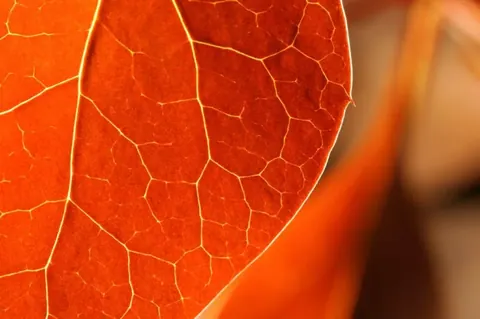 Detailed macro photograph of translucent orange leaves with glowing veins and natural texture.